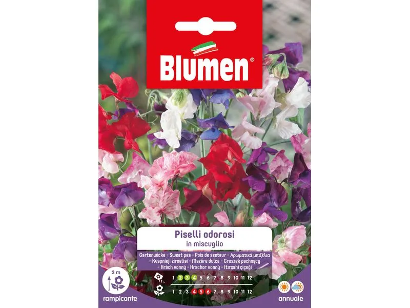 Blumen Saatgut Gartenwicke Mix