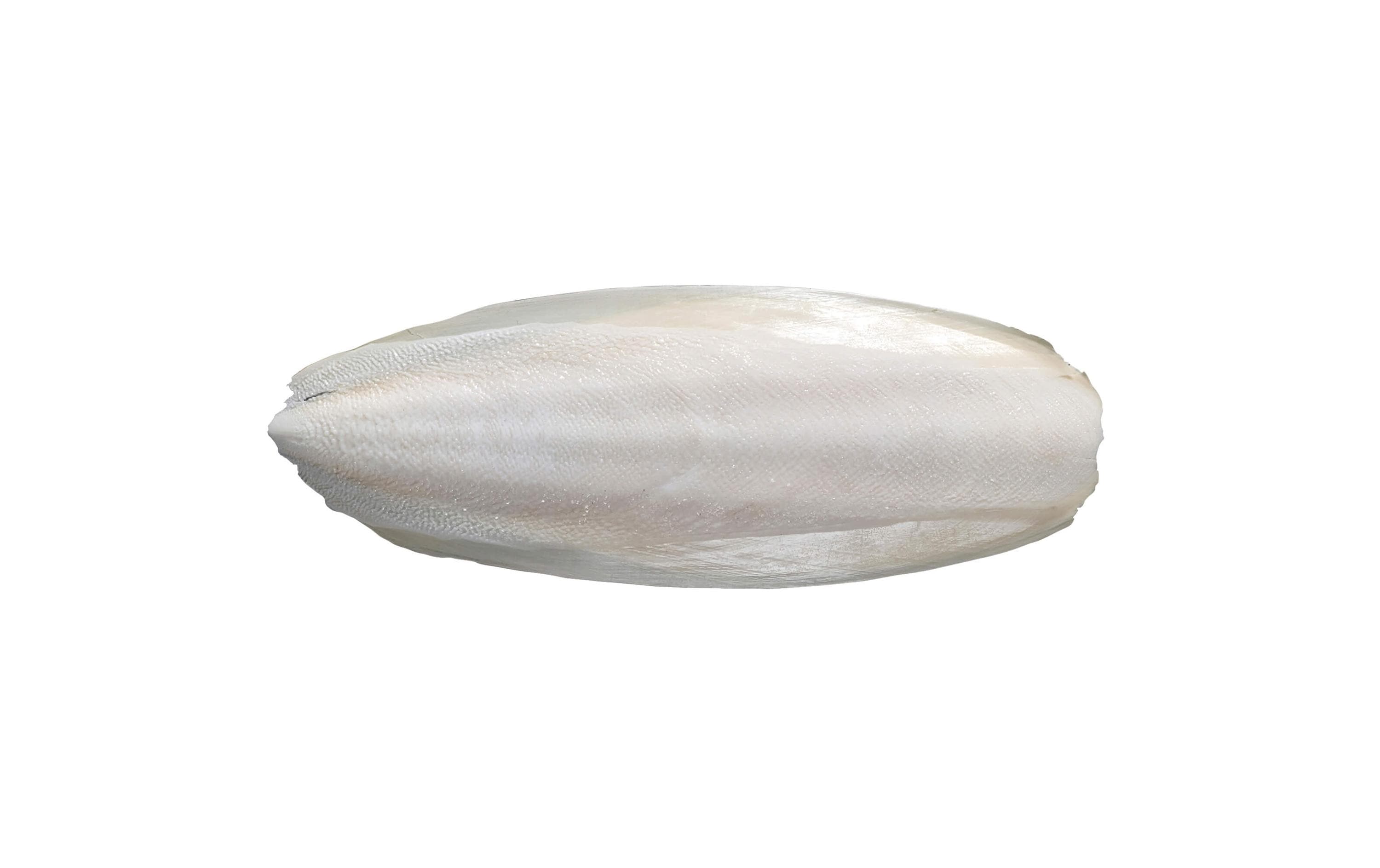 Exo Terra Ergänzungsfutter Sepiaschale, 2 Stk.