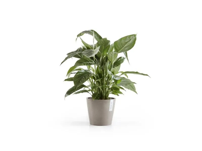 Ecopots Pflanzentopf Amsterdam 20, French Taupe Ecopots Pflanzentopf Amsterdam 20, French Taupe
