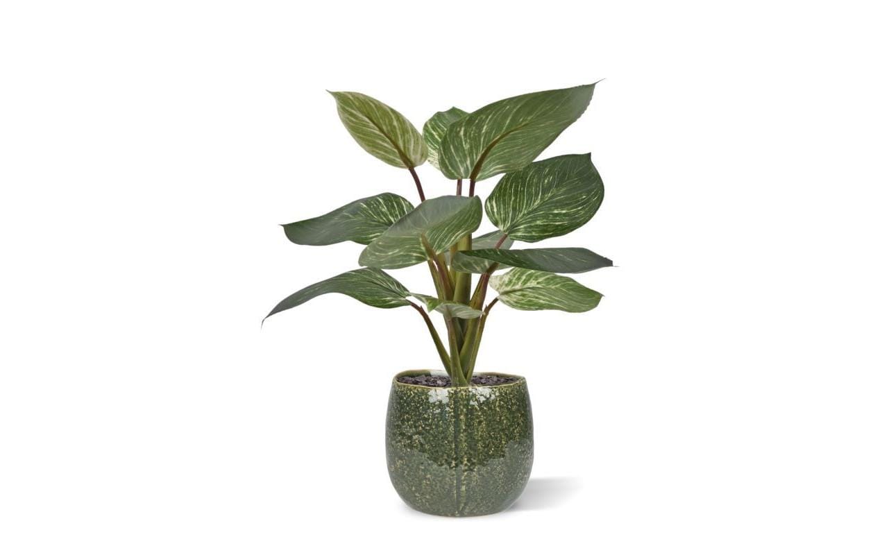 Botanic-Haus Kunstpflanze Philodendron Birkin 30 cm