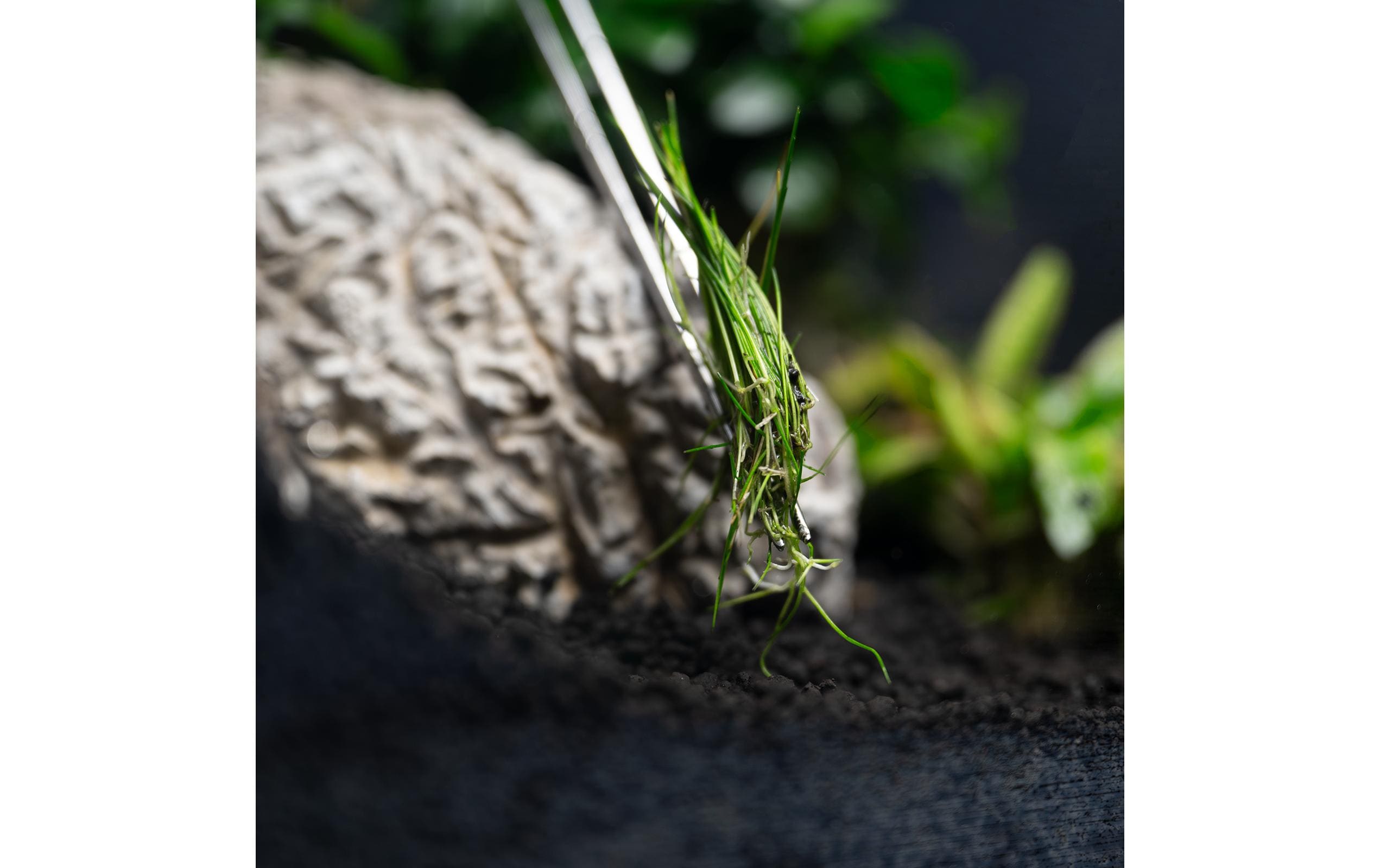 Dennerle Pflanzenpinzette Plant Tweezer Straight, 30 cm Dennerle Pflanzenpinzette Plant Tweezer Straight, 30 cm