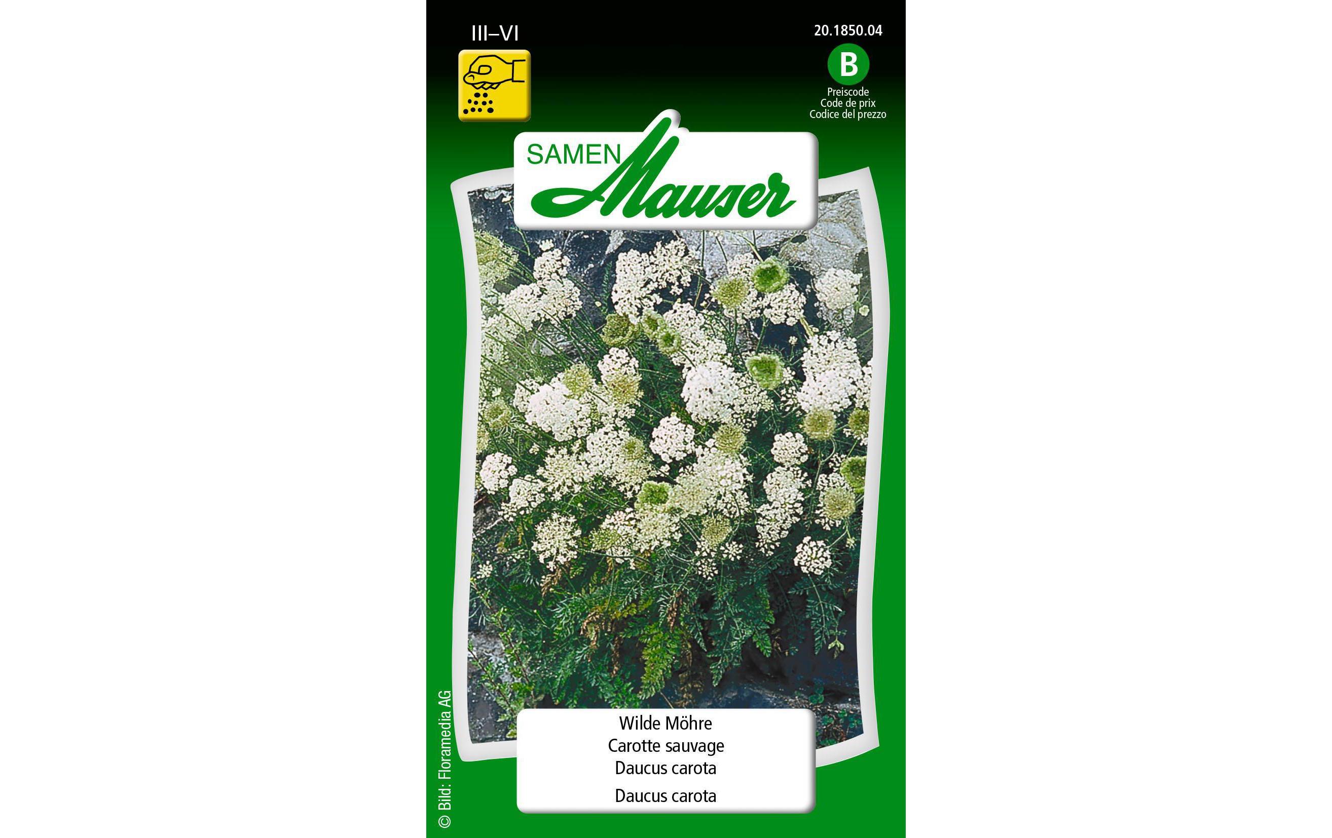 Samen Mauser Saatgut Wilde Möhre Samen Mauser Saatgut Wilde Möhre
