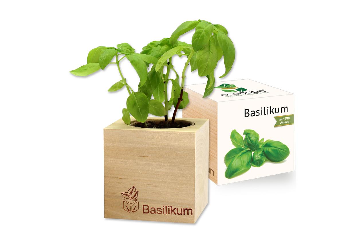 Feel Green Ecocube Basilikum BIO Feel Green Ecocube Basilikum BIO