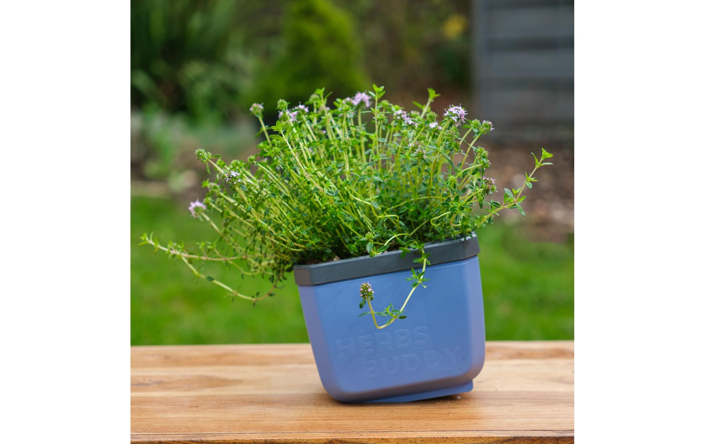 Gusta Garden HERBS BUDDY Kräutertopf Blau