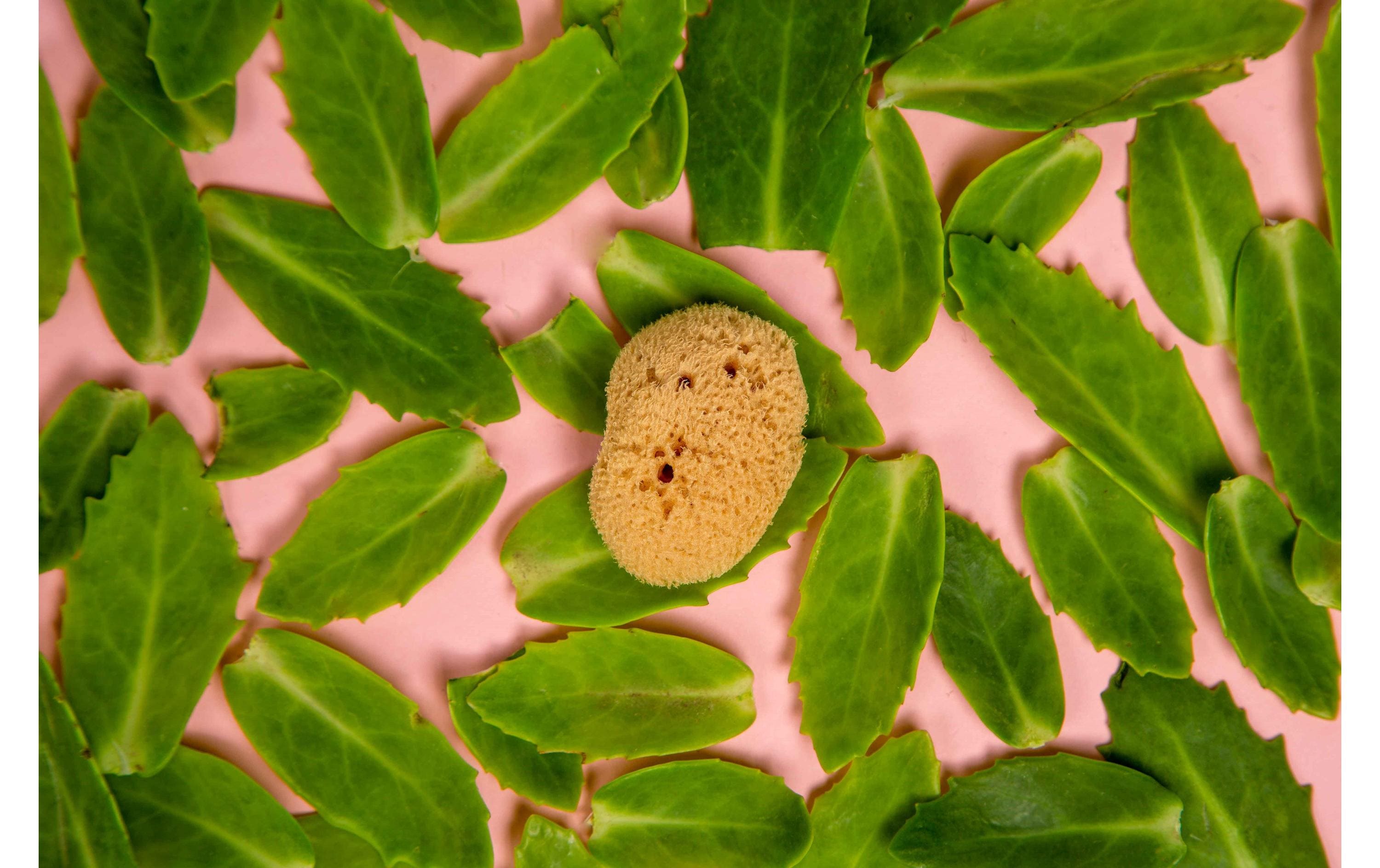 Hera Organics Menstruationsschwamm Grösse S 3 Stück