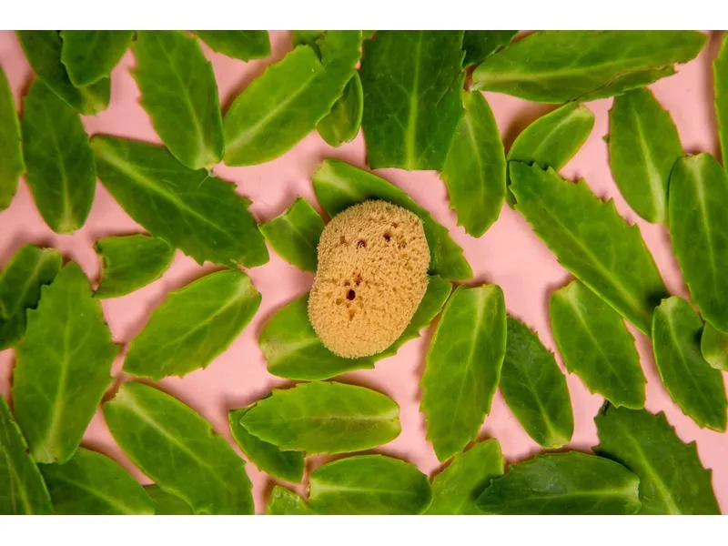 Hera Organics Menstruationsschwamm Grösse L 3 Stück Hera Organics Menstruationsschwamm Grösse L 3 Stück
