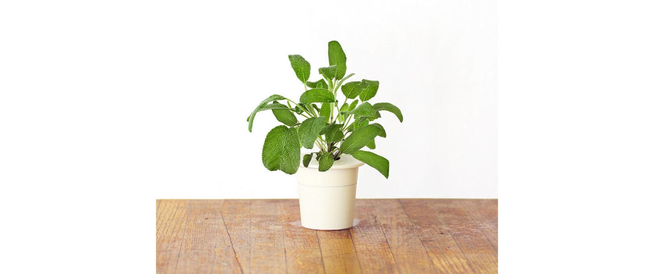 Click and Grow Samen Salbei