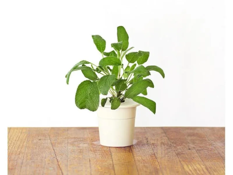 Click and Grow Samen Salbei Click and Grow Samen Salbei