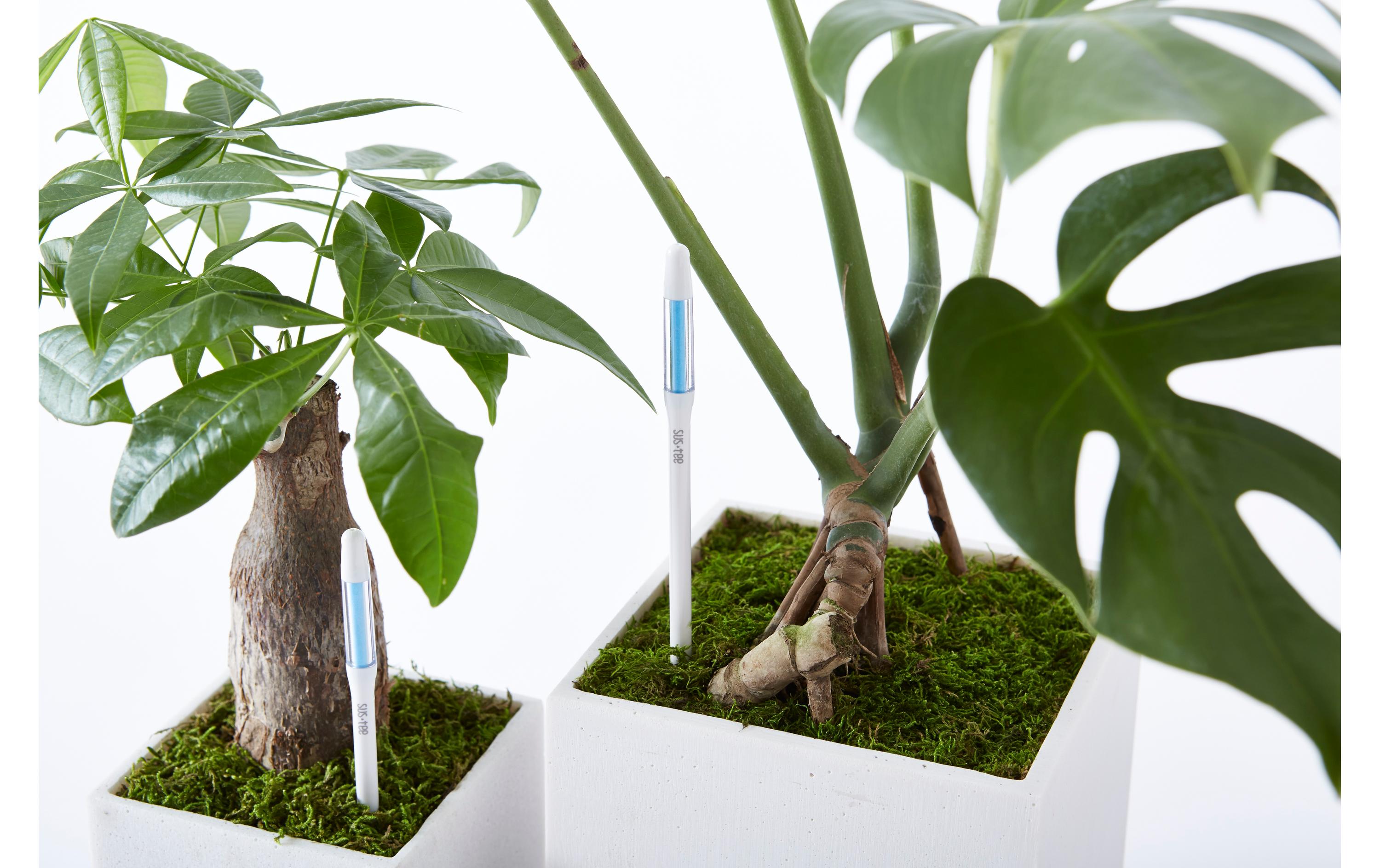 SUStee SUSTEE Giessanzeiger 5er Set M Weiss Weiss SUStee SUSTEE Giessanzeiger 5er Set M Weiss Weiss