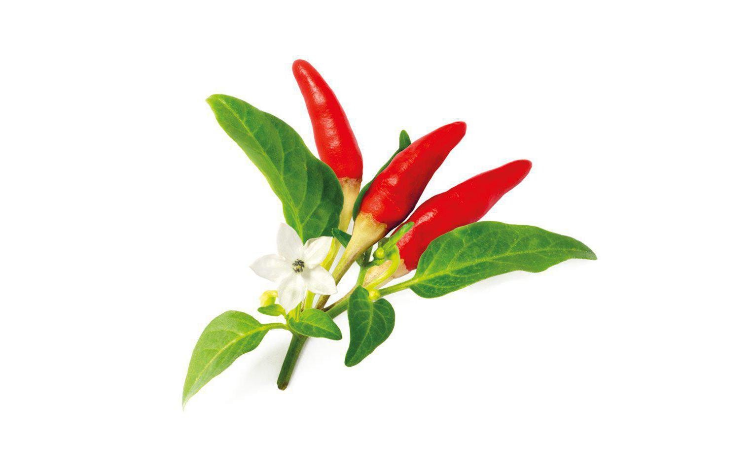 Click and Grow Samen Roter scharfer Chili