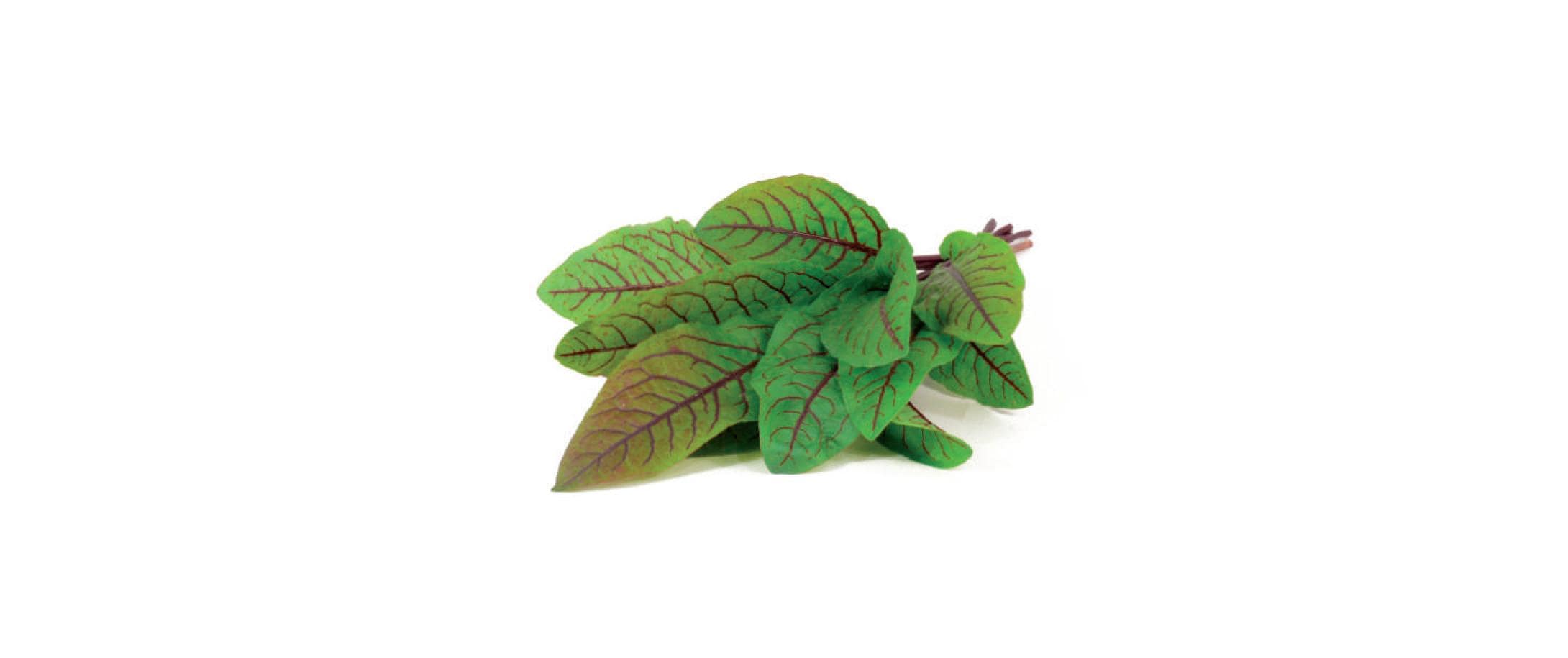 Click and Grow Samen Sauerklee Click and Grow Samen Sauerklee