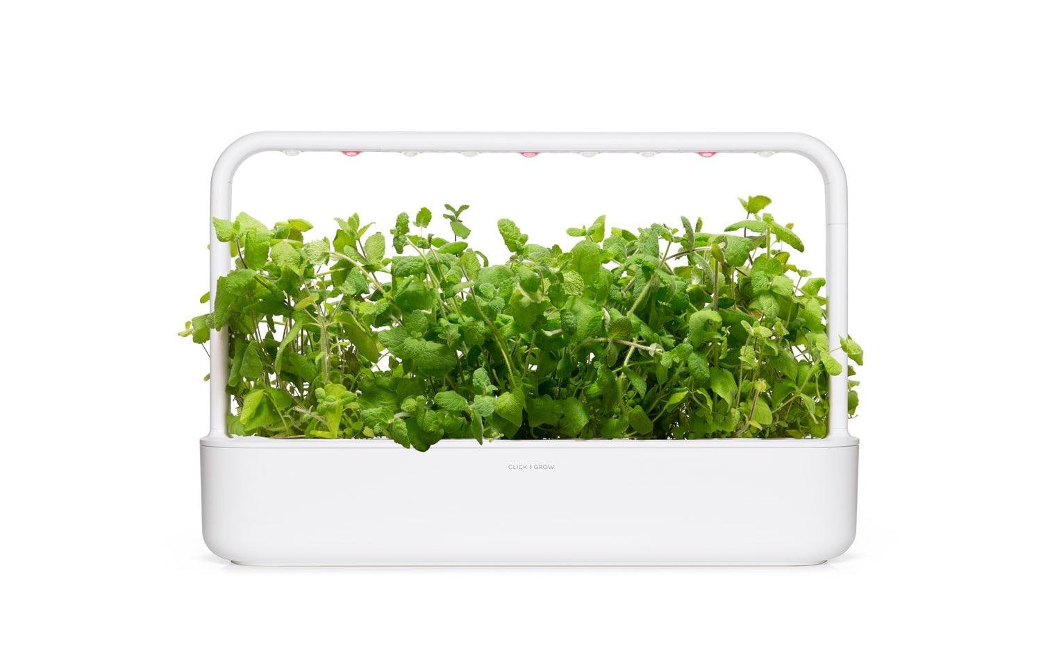 Click and Grow Samen Apfel-Minze, 3er-Pack