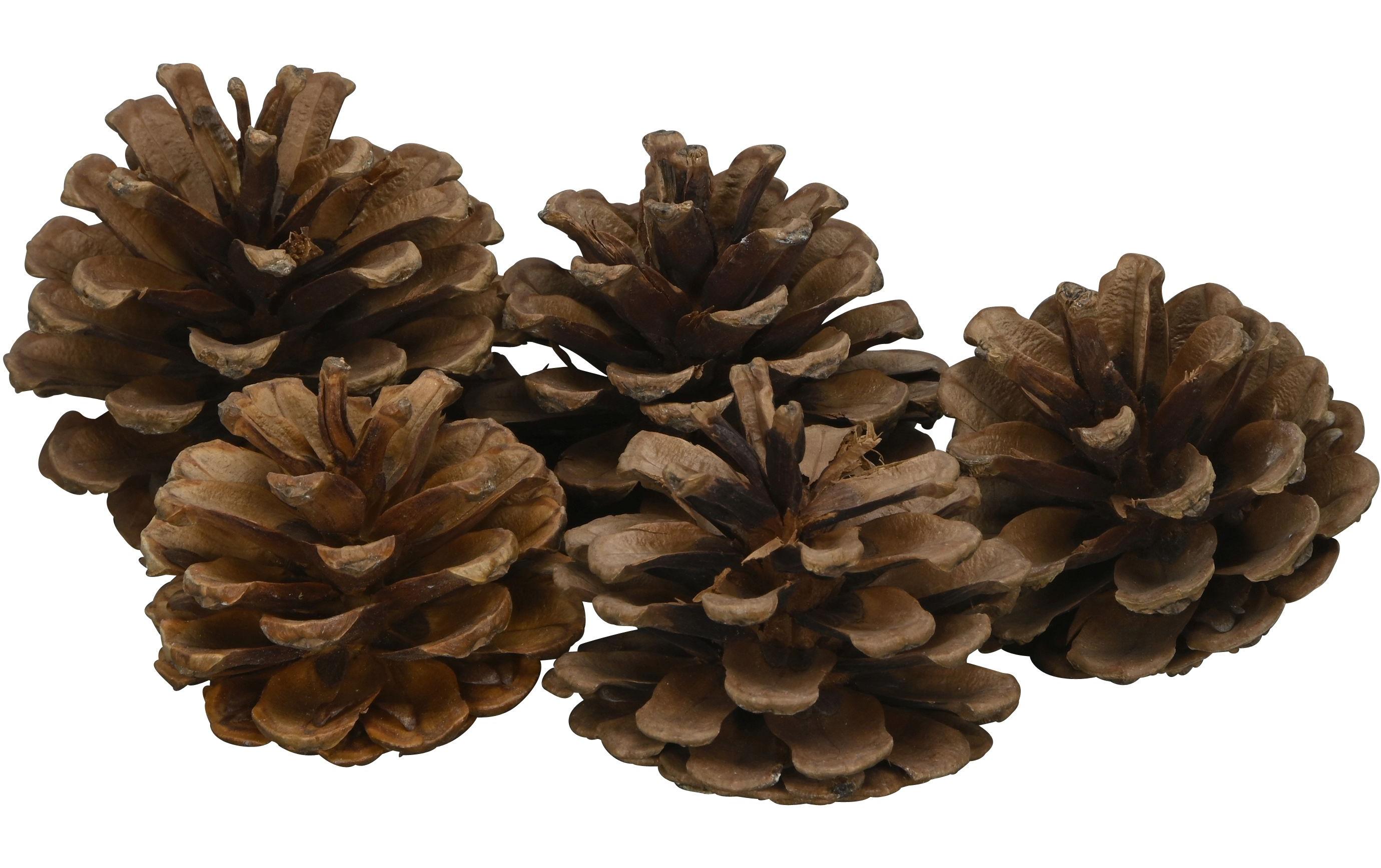COCON Streudeko Schwarzkieferzapfen, Braun COCON Streudeko Schwarzkieferzapfen, Braun