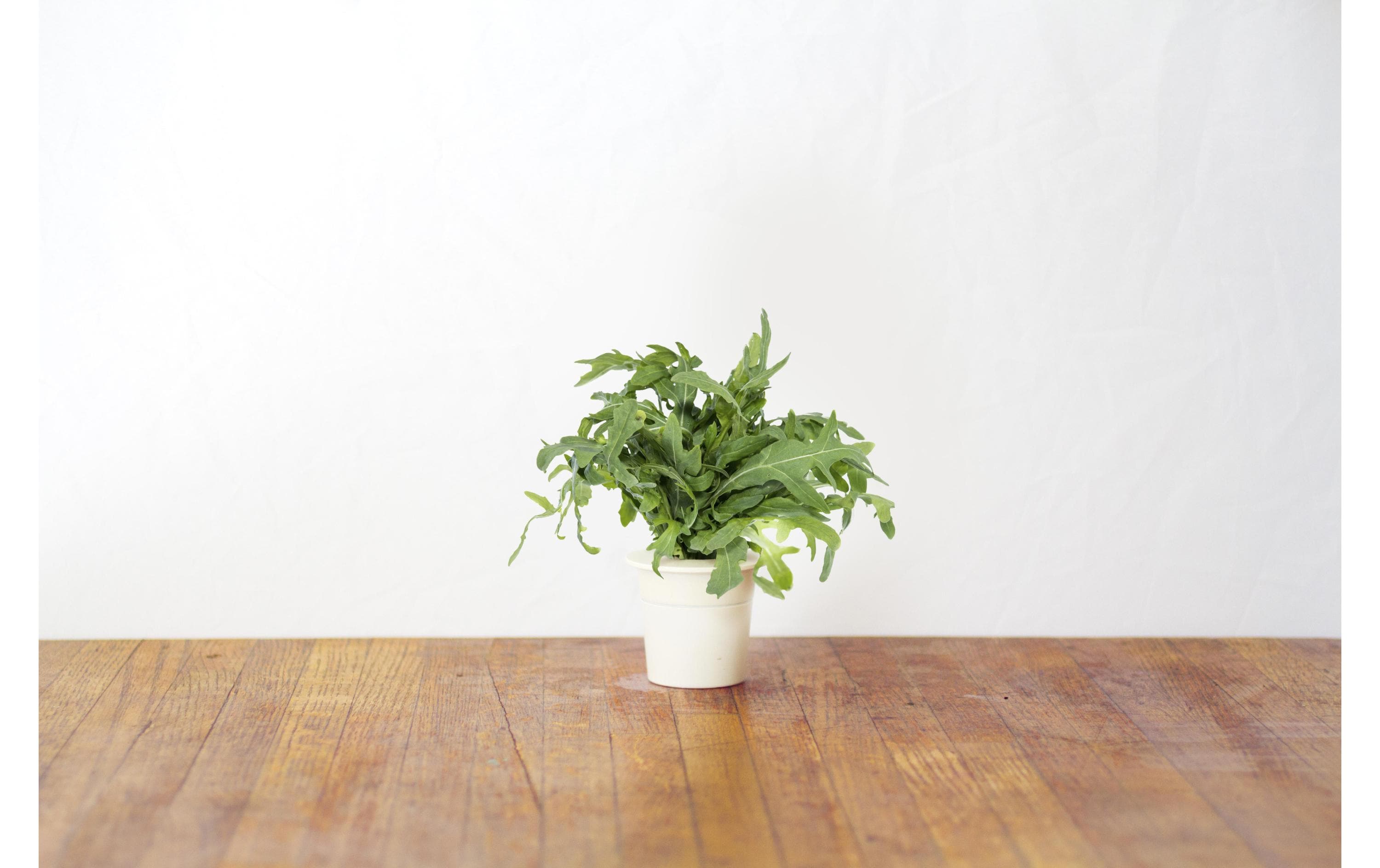 Click and Grow Samen Blattsenf Click and Grow Samen Blattsenf