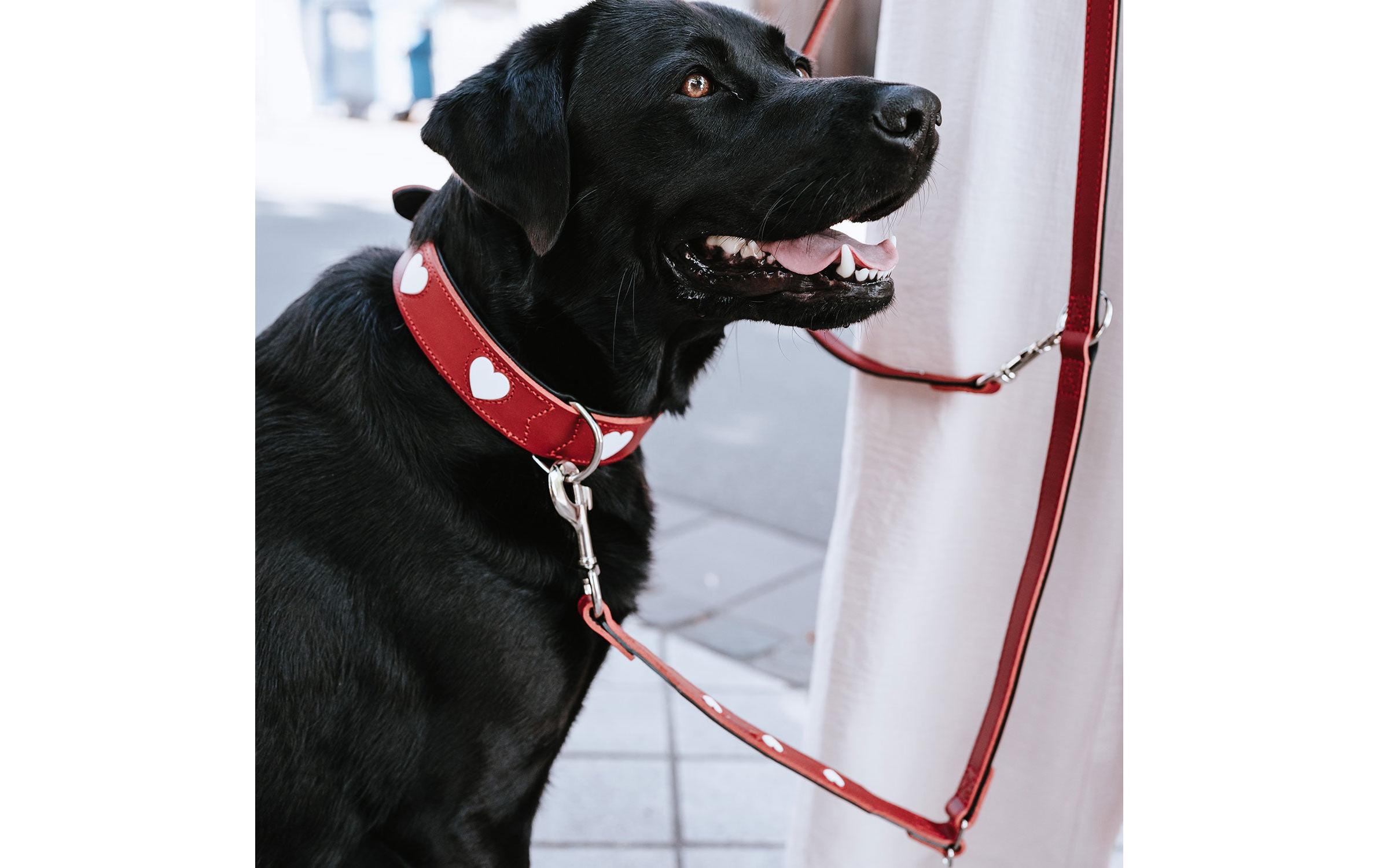 Hunter Halsband Love L (65), Rot/Schwarz