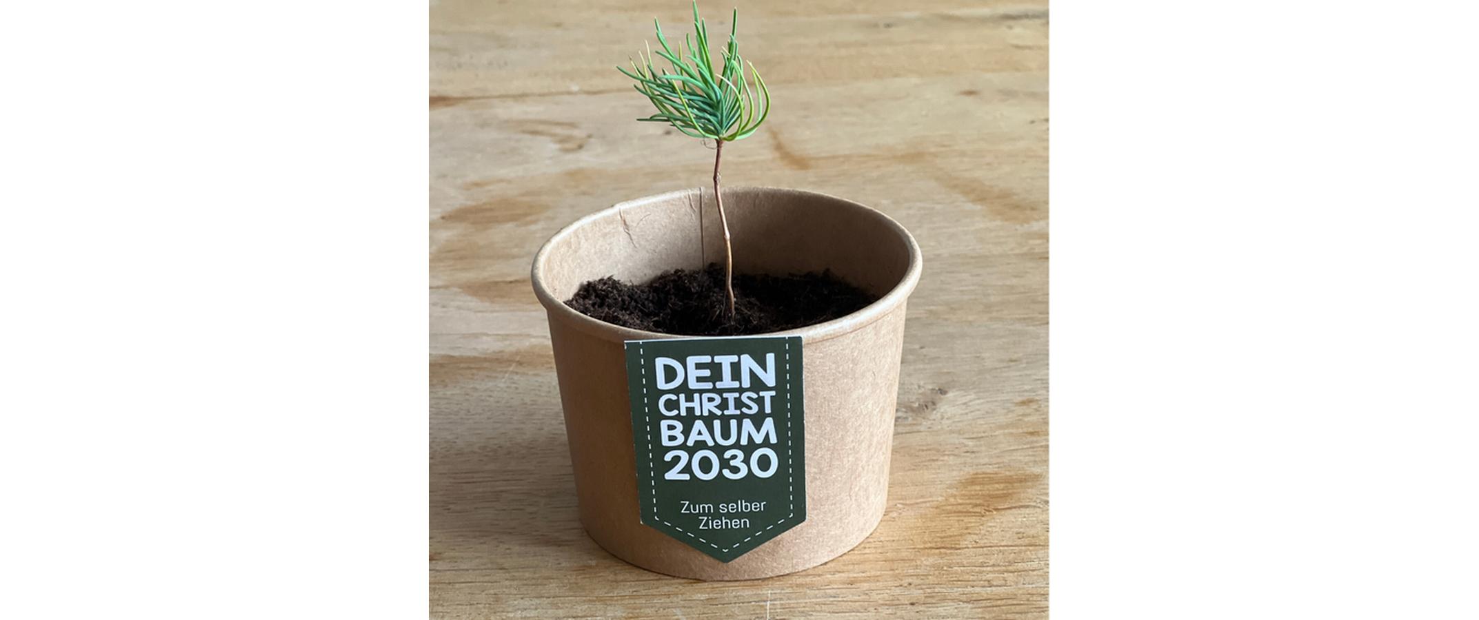 Wunderle Geschenkbox Weihnachtsbaum
