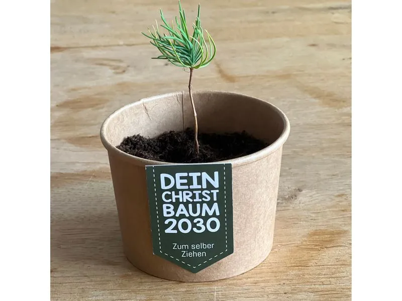 Wunderle Geschenkbox Weihnachtsbaum