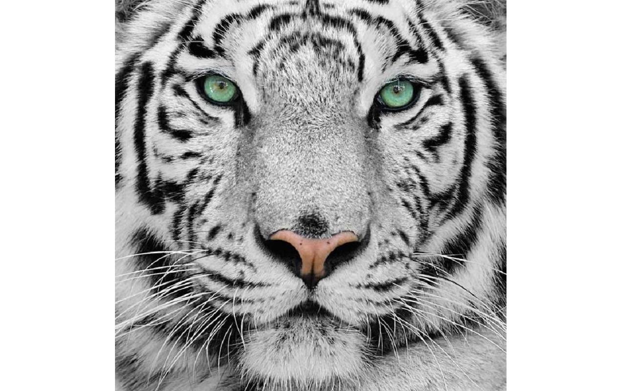 CRAFT Buddy Bastelset Crystal Art Kit White Tiger 30 x 30 cm