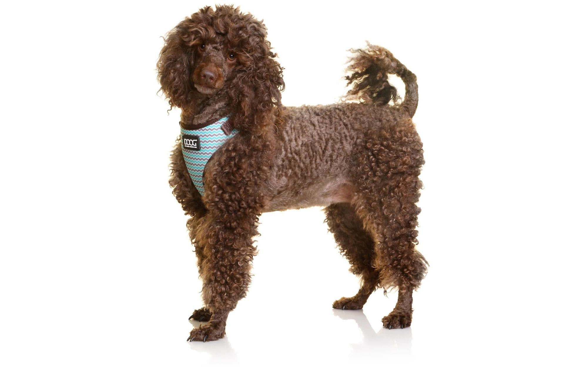 Doog Geschirr Neoflex Benji S Braun / Blau