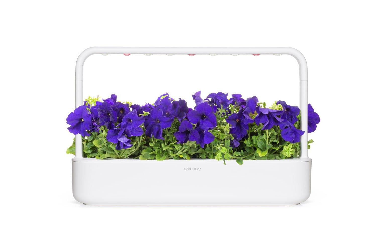 Click and Grow Saatgut Blaue Petunie 3er-Pack