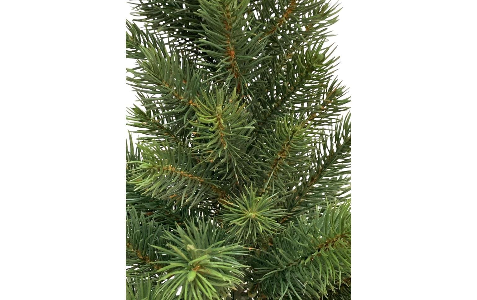 Botanic-Haus Weihnachtsbaum Tannenbaum im Topf, 41 cm