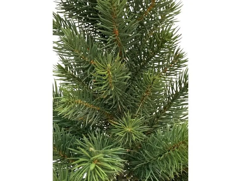 Botanic-Haus Weihnachtsbaum Tannenbaum im Topf, 41 cm Botanic-Haus Weihnachtsbaum Tannenbaum im Topf, 41 cm