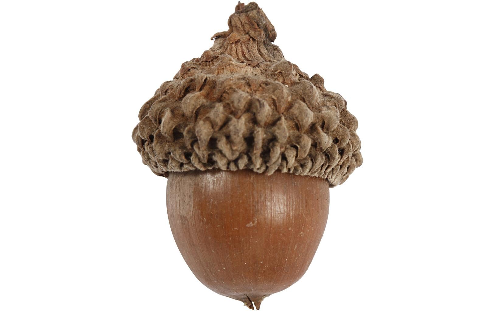 Creativ Company Eicheln 12 Stück Creativ Company Eicheln 12 Stück