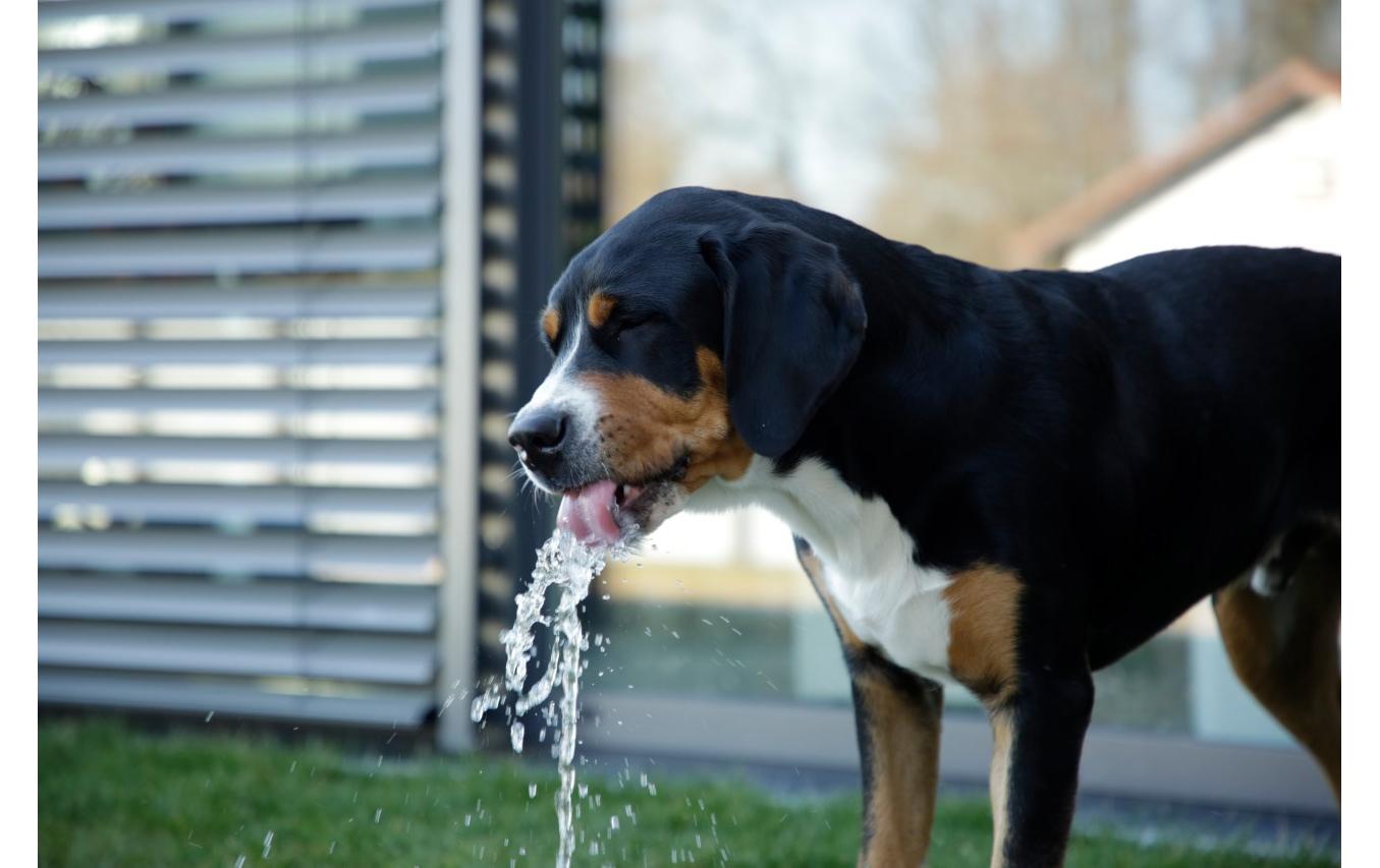 Kerbl Wasserspringbrunnen Bubble 25.5 cm x 18 cm x 8 cm