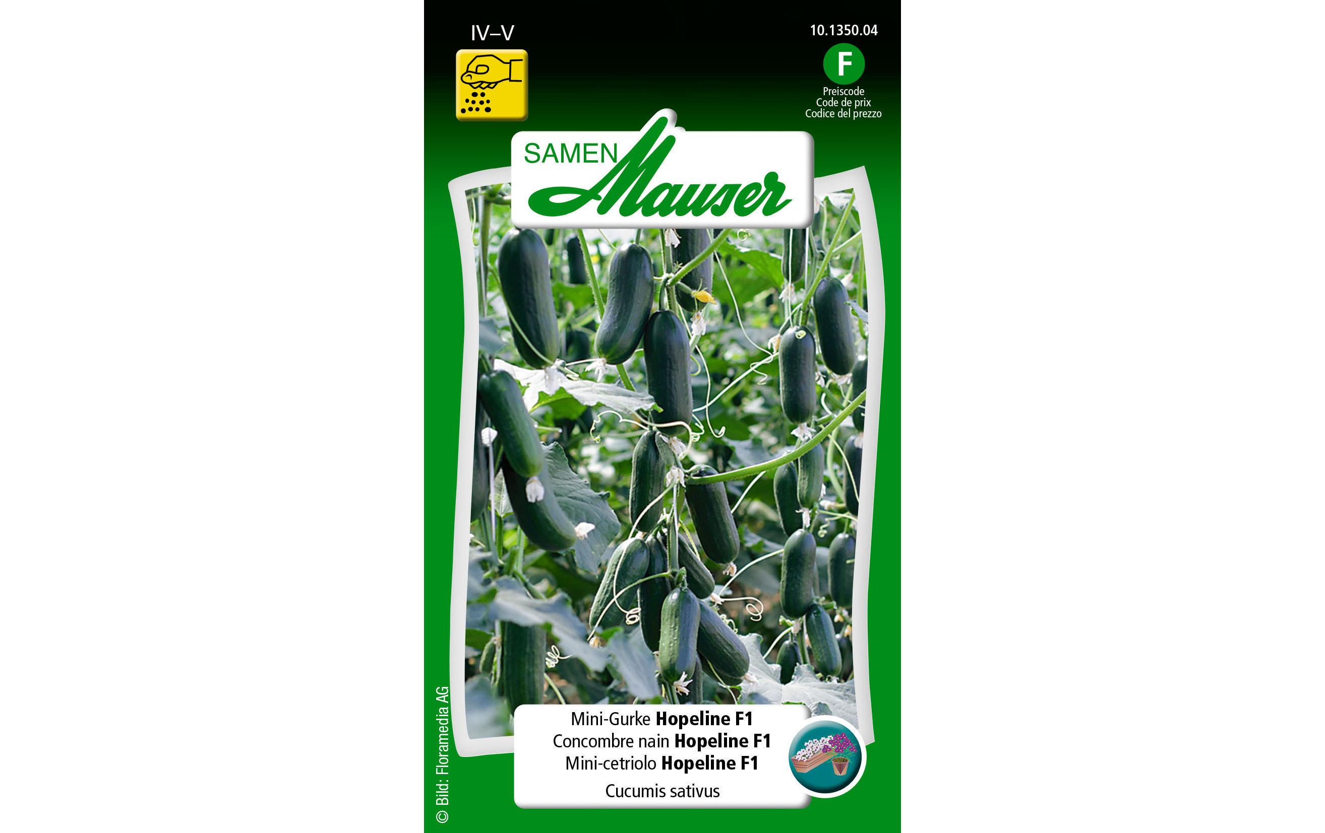 Samen Mauser Samen Urban Gardening Mini-Gurke Hopeline F1 Samen Mauser Samen Urban Gardening Mini-Gurke Hopeline F1