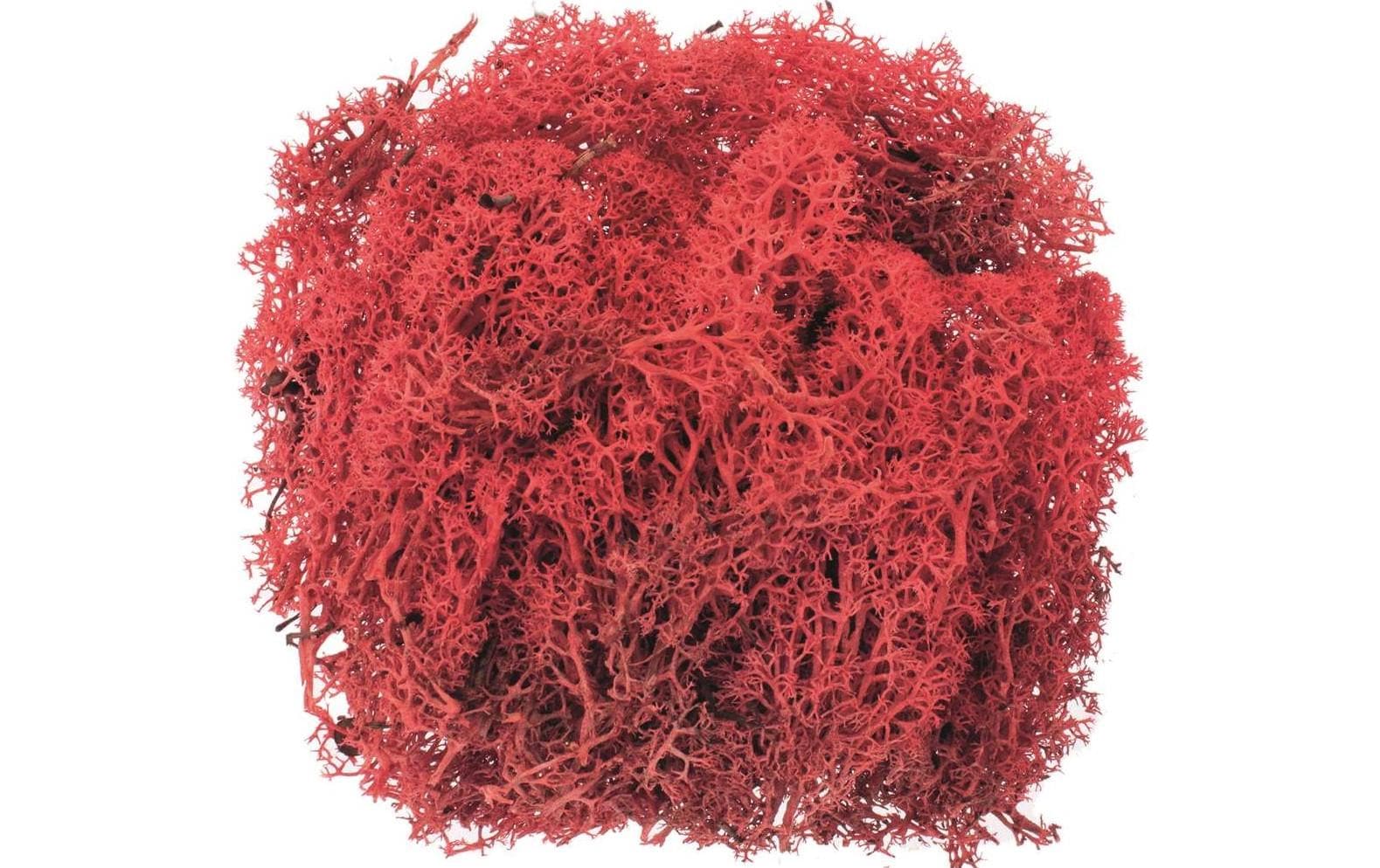 Glorex Moos Island Rot Glorex Moos Island Rot