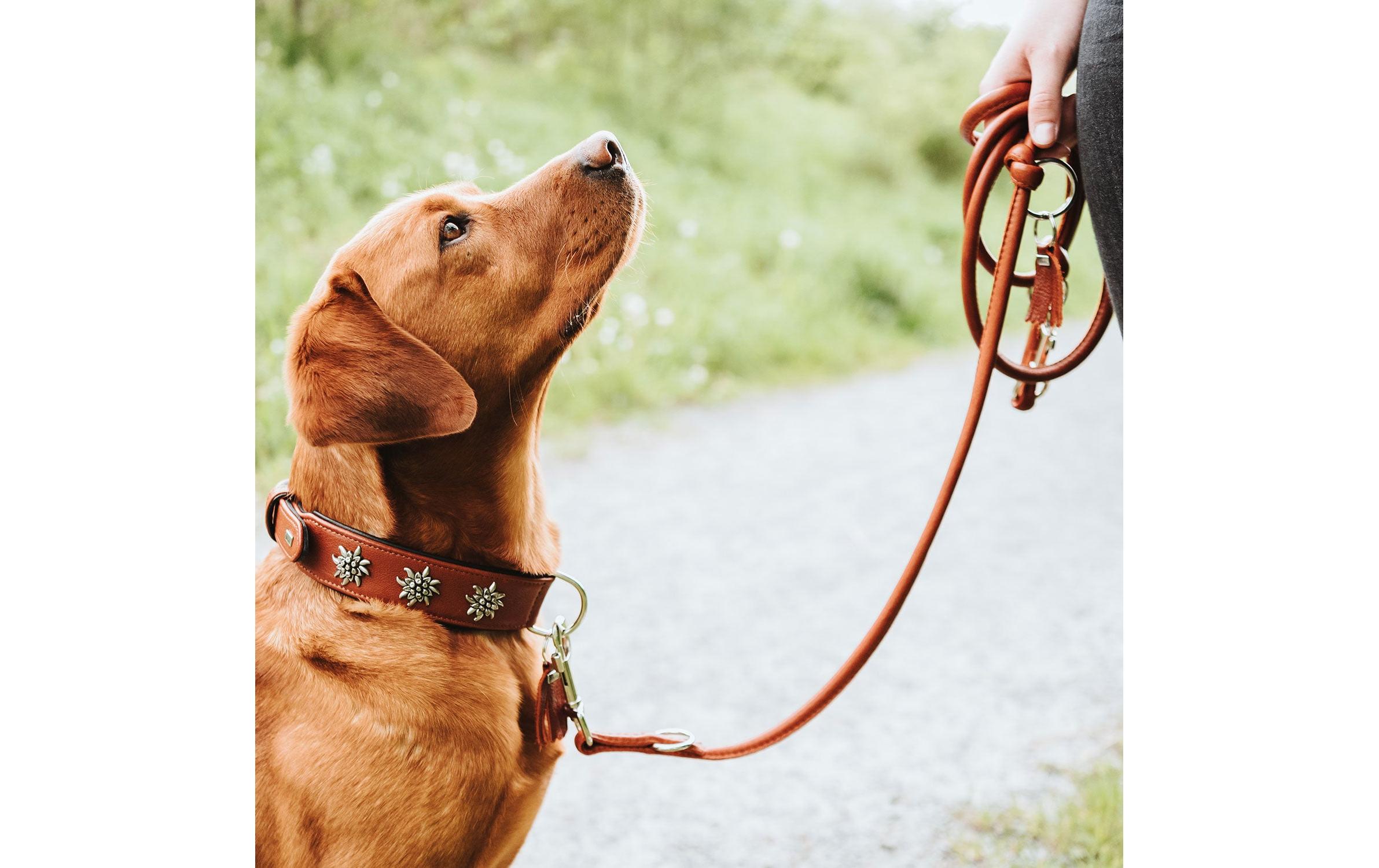 Hunter Halsband München 65/L, Rindsleder, Cognac/Schwarz