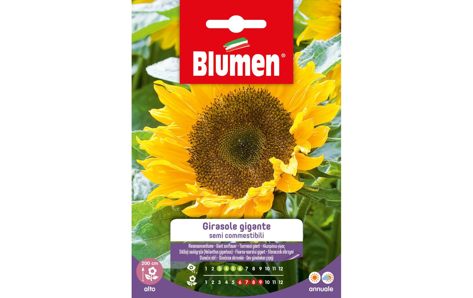 Blumen Saatgut Sonnenblume Gigante