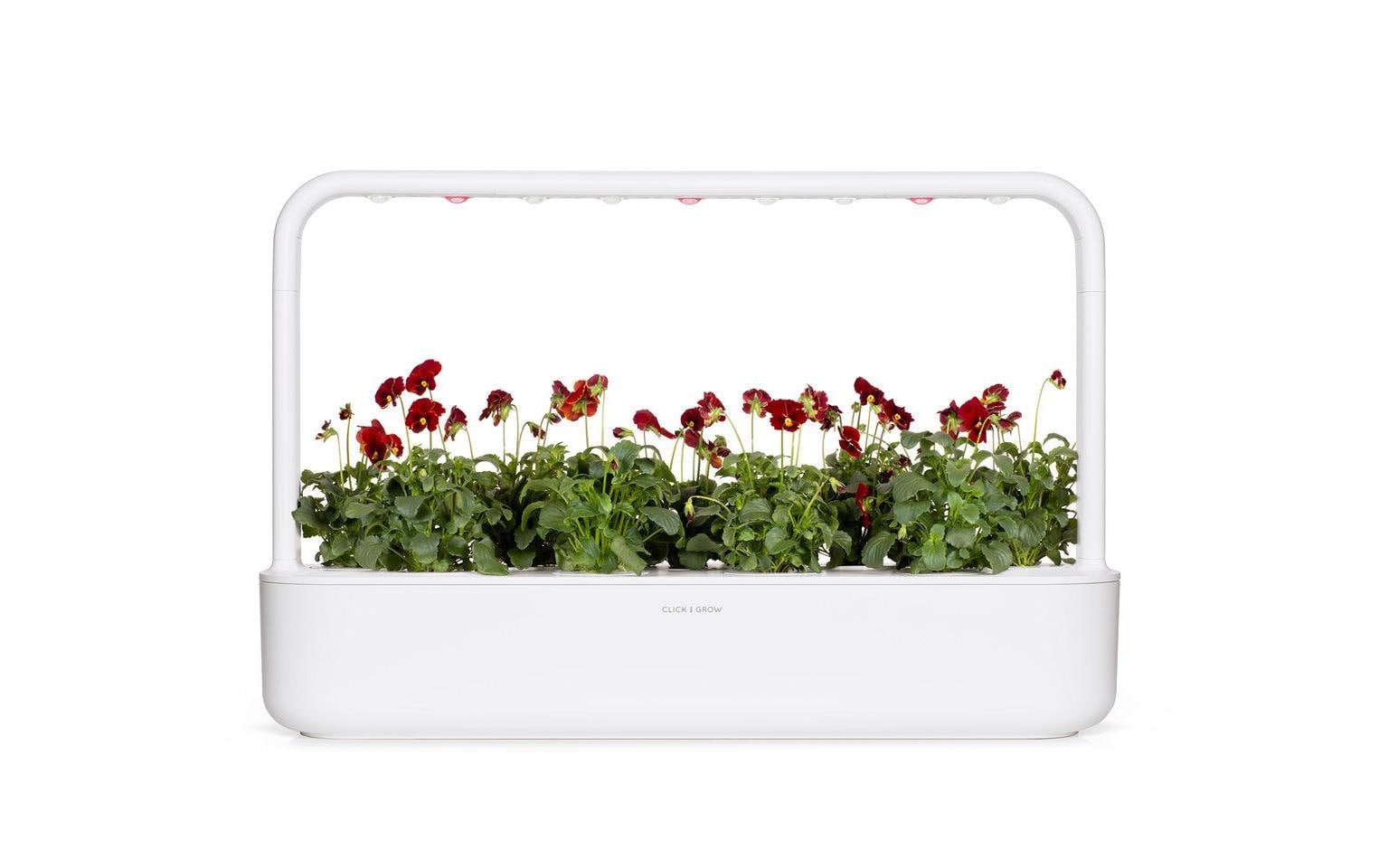Click and Grow Saatgut Rotes Stiefmütterchen 3er-Pack