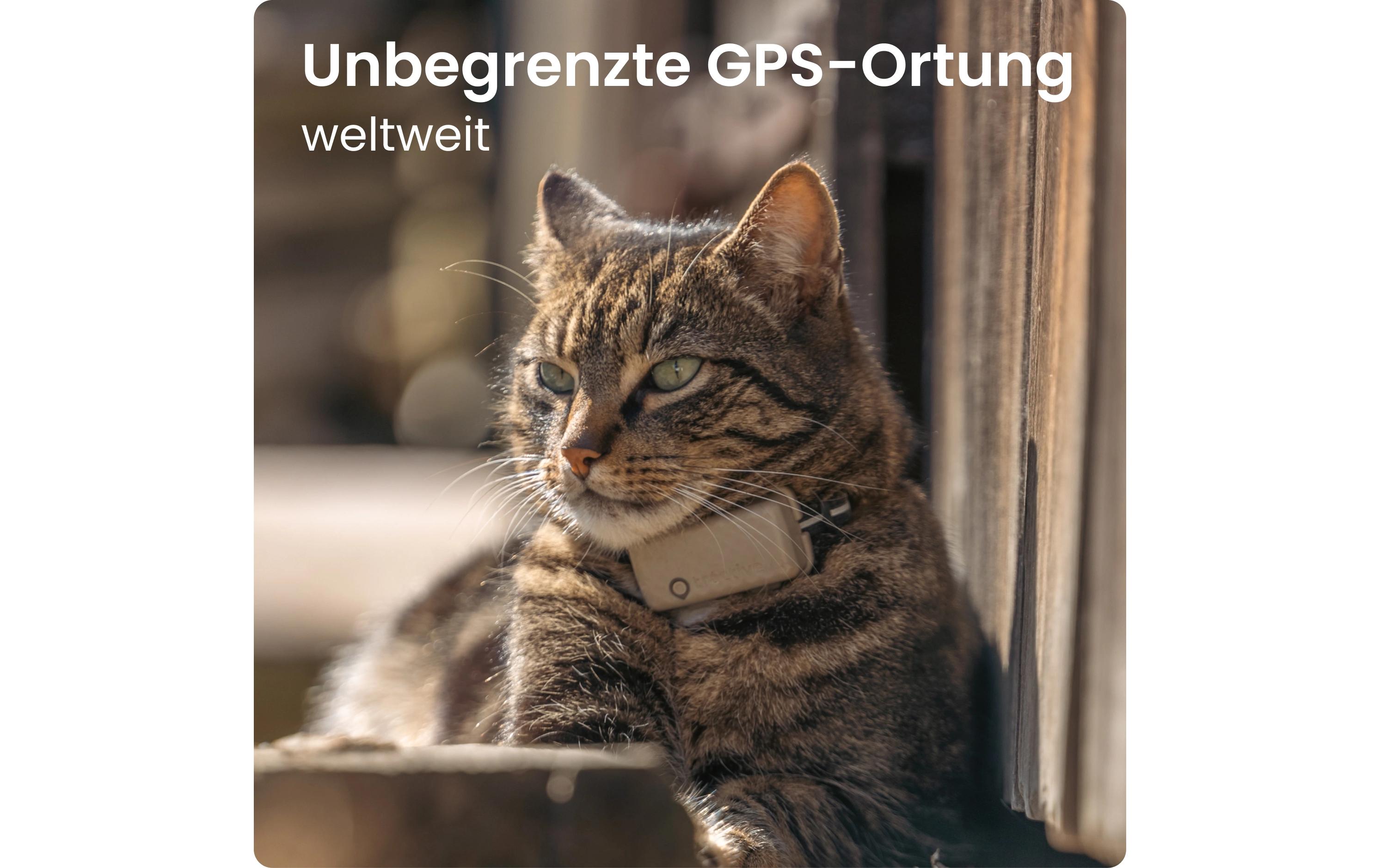 tractive GPS-Tracker CAT Mini LTE, Braun