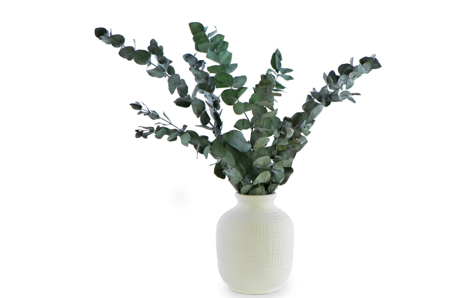 Soli Collection Trockenblumen Eukalyptus 40-55 cm, Grün Soli Collection Trockenblumen Eukalyptus 40-55 cm, Grün