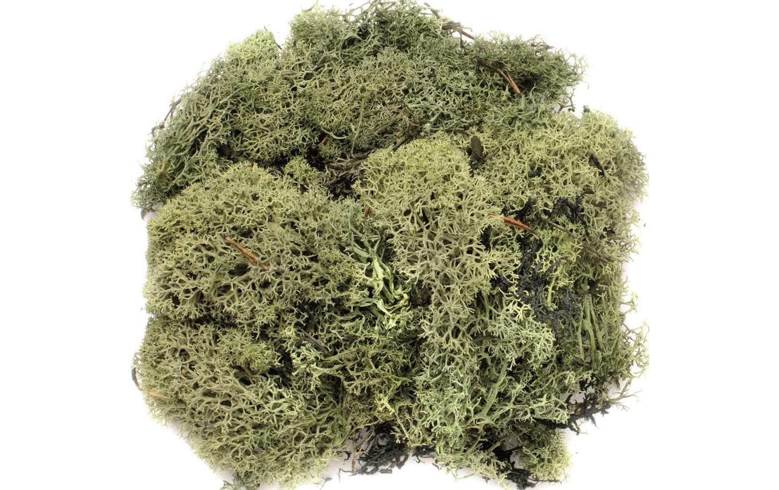 Glorex Moos Island Dunkelgrün Glorex Moos Island Dunkelgrün