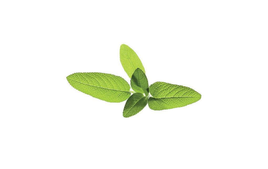 Click and Grow Samen Salbei