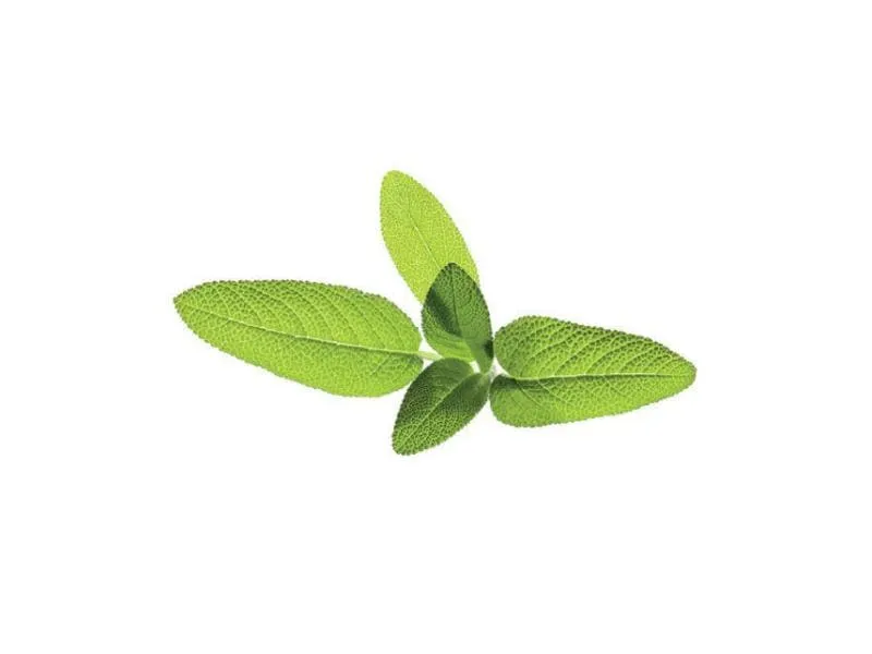 Click and Grow Samen Salbei Click and Grow Samen Salbei
