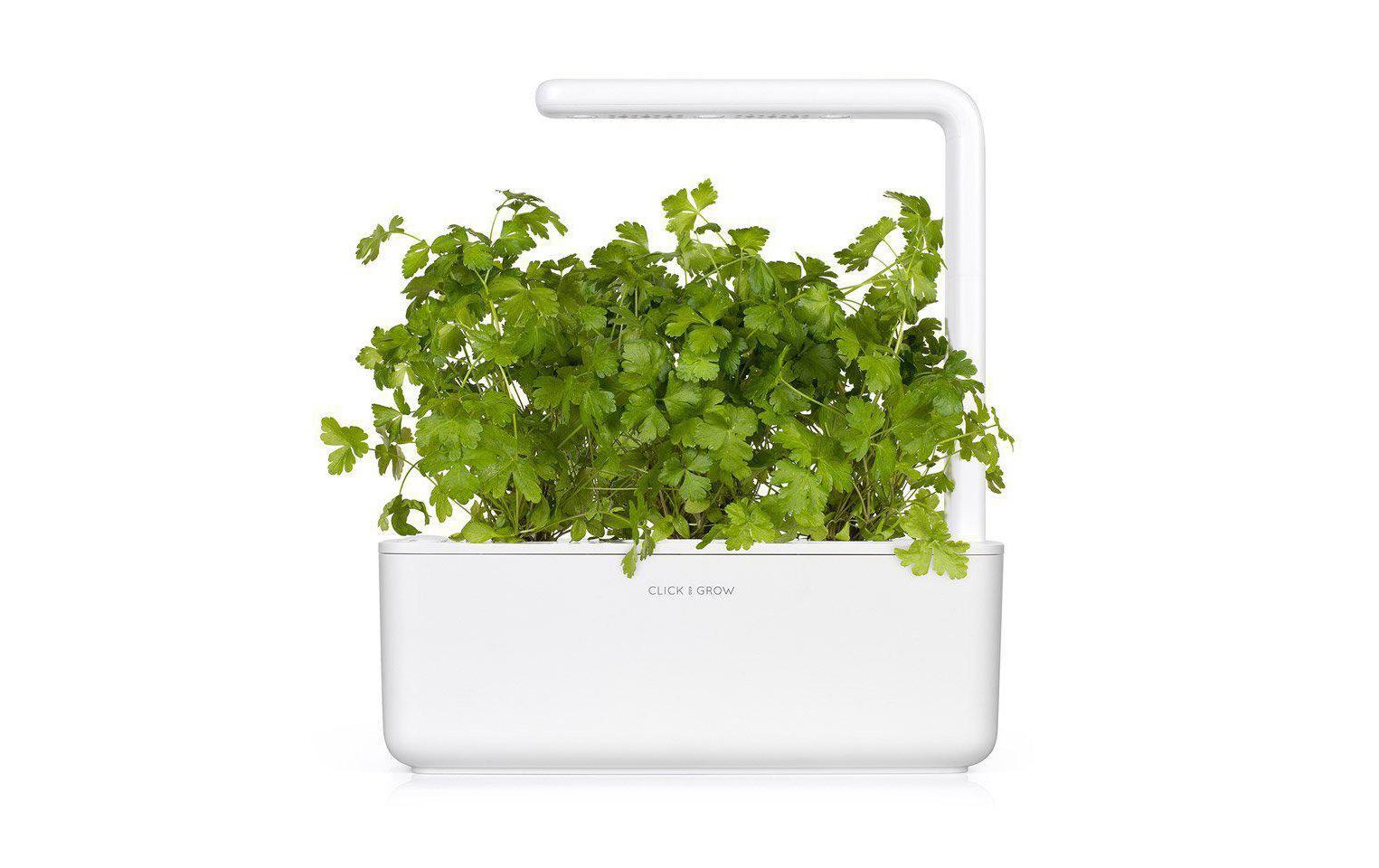 Click and Grow Samen Glatte Petersilie Click and Grow Samen Glatte Petersilie