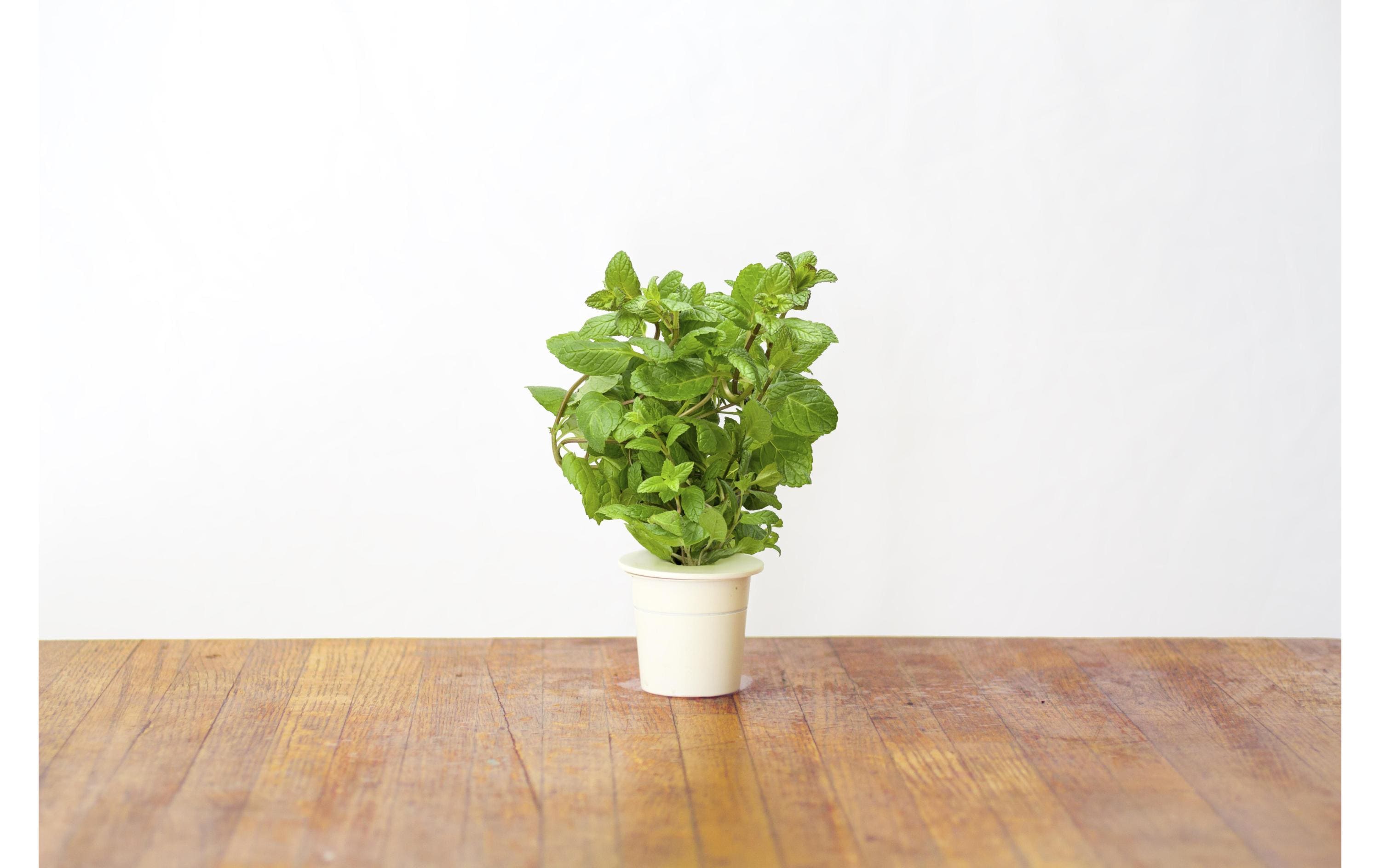 Click and Grow Samen Pfefferminze