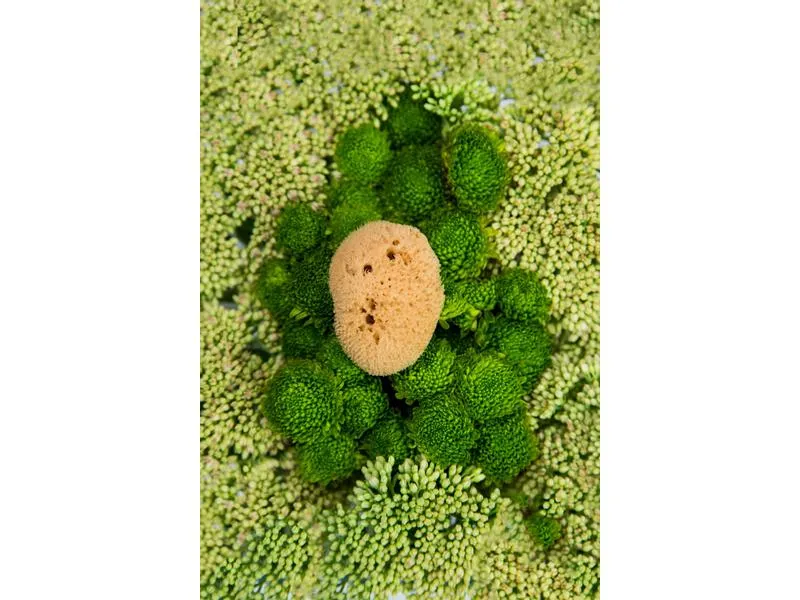 Hera Organics Menstruationsschwamm Grösse L 3 Stück Hera Organics Menstruationsschwamm Grösse L 3 Stück