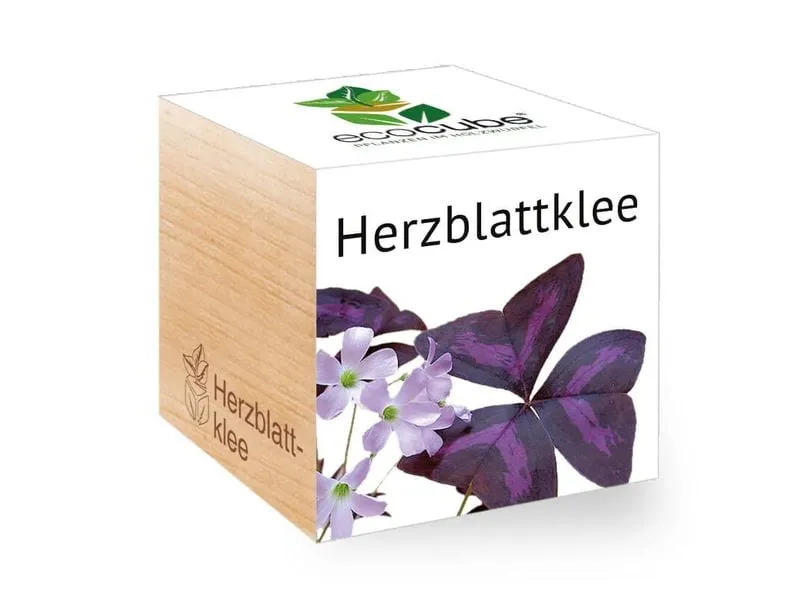 Feel Green Ecocube Herzblattklee