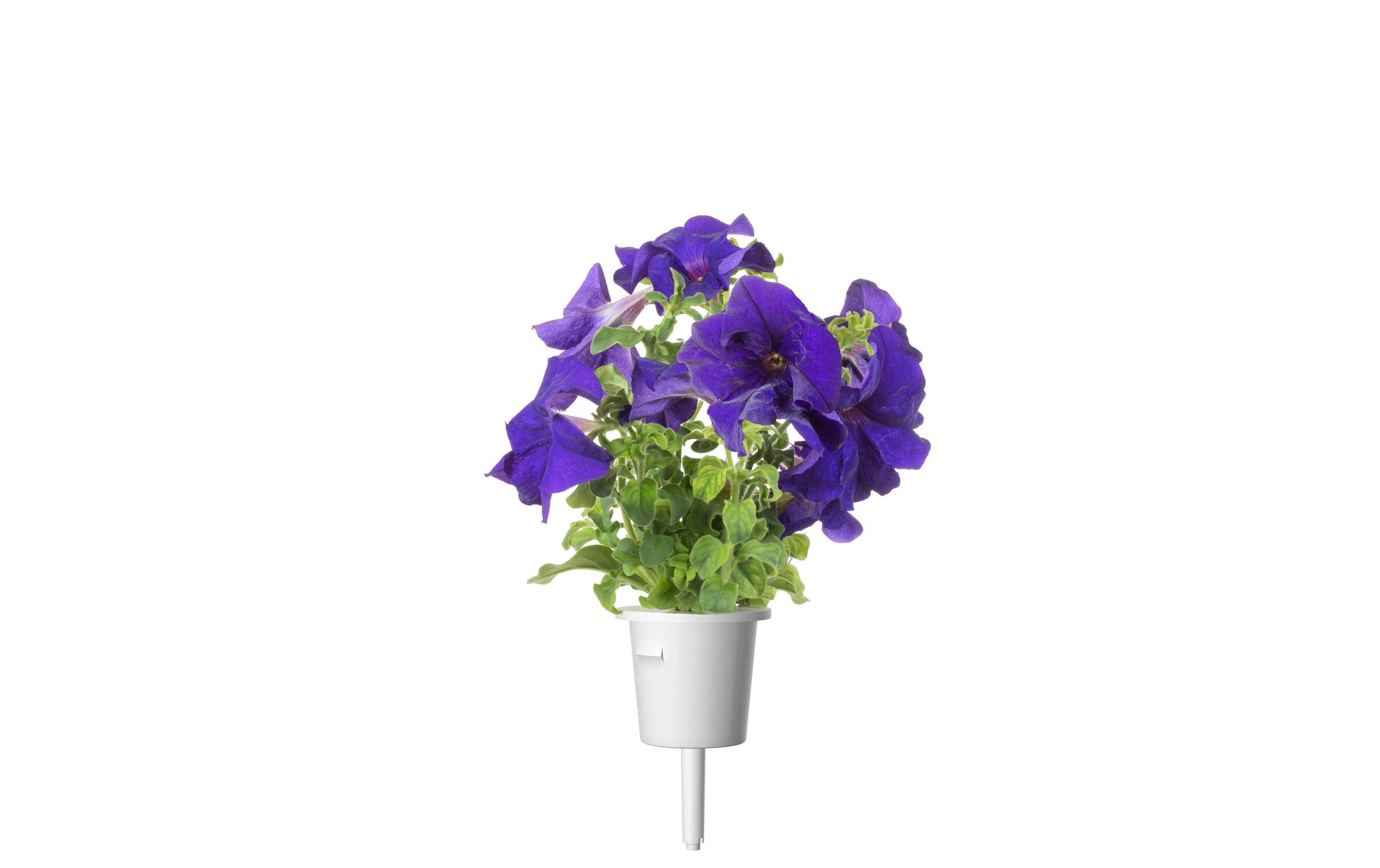 Click and Grow Saatgut Blaue Petunie 3er-Pack