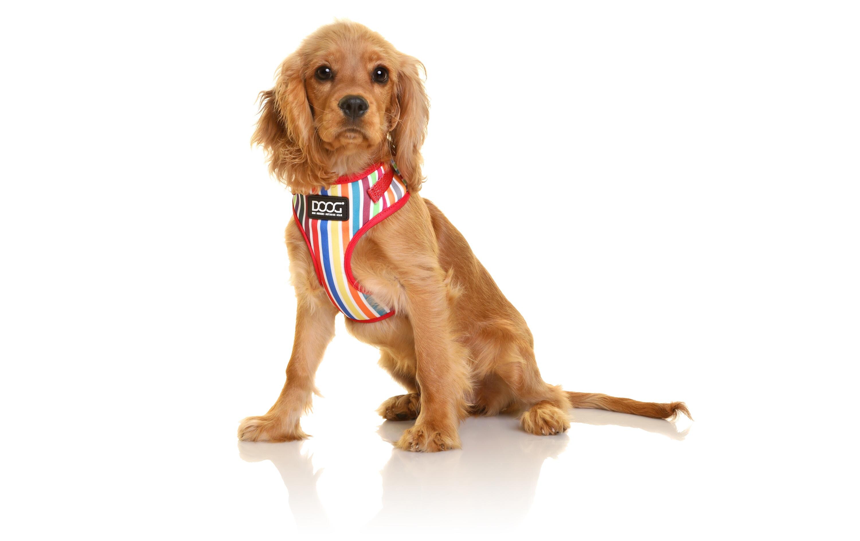 Doog Geschirr Neoflex Scooby L Multicolor gestreift