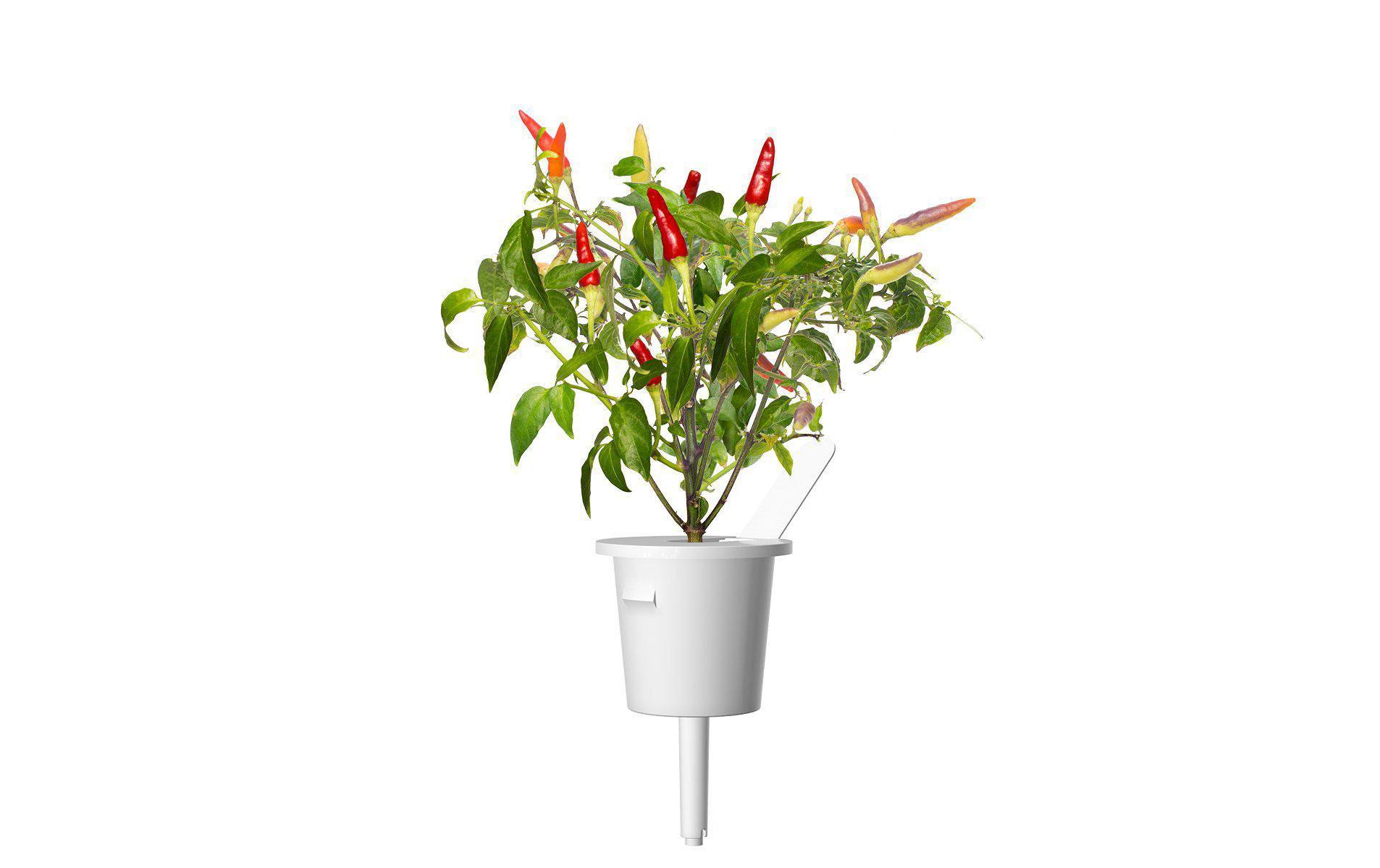 Click and Grow Samen Roter scharfer Chili Click and Grow Samen Roter scharfer Chili