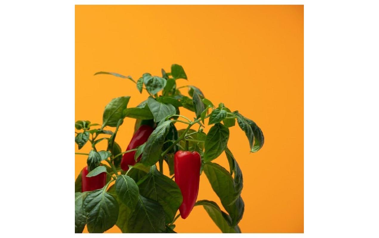 Prêt à Pousser Samen Mini-Paprika Prêt à Pousser Samen Mini-Paprika