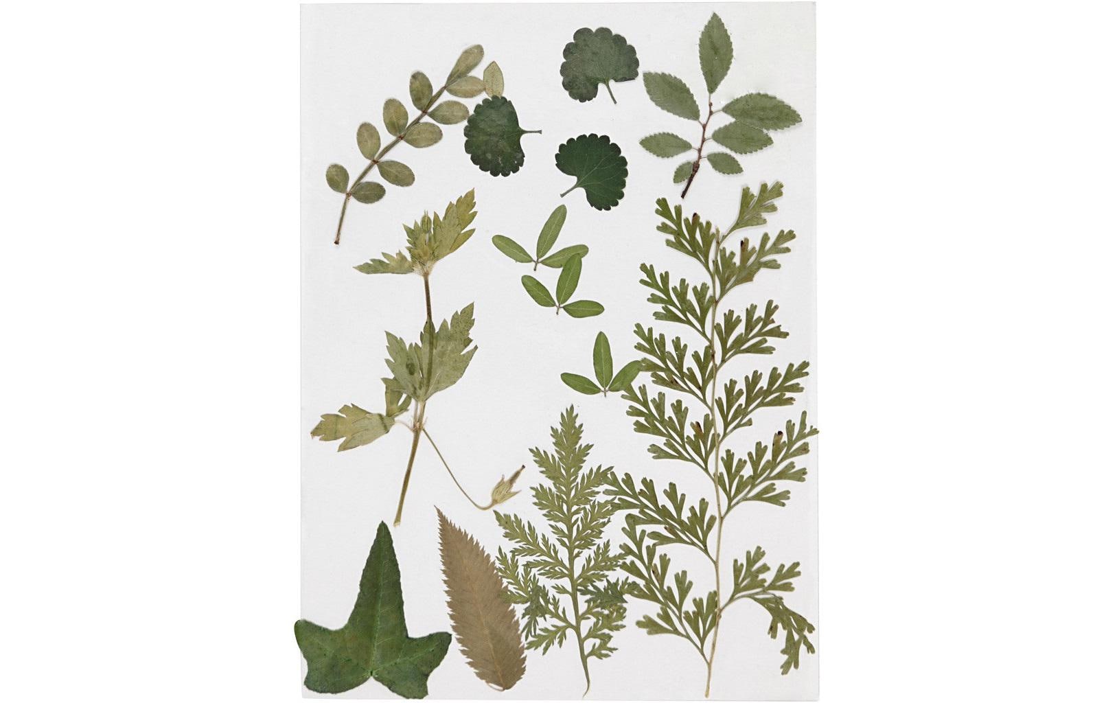 Creativ Company Streudeko Gepresste Blüten, 13 farbig sortiert