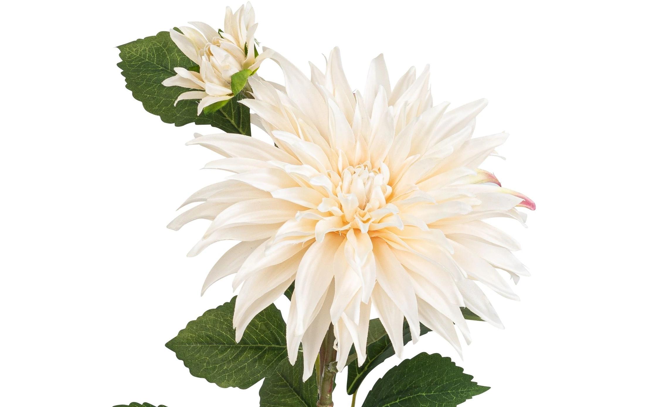 Botanic-Haus Kunstblume Dahlie, Elfenbein, 85 cm