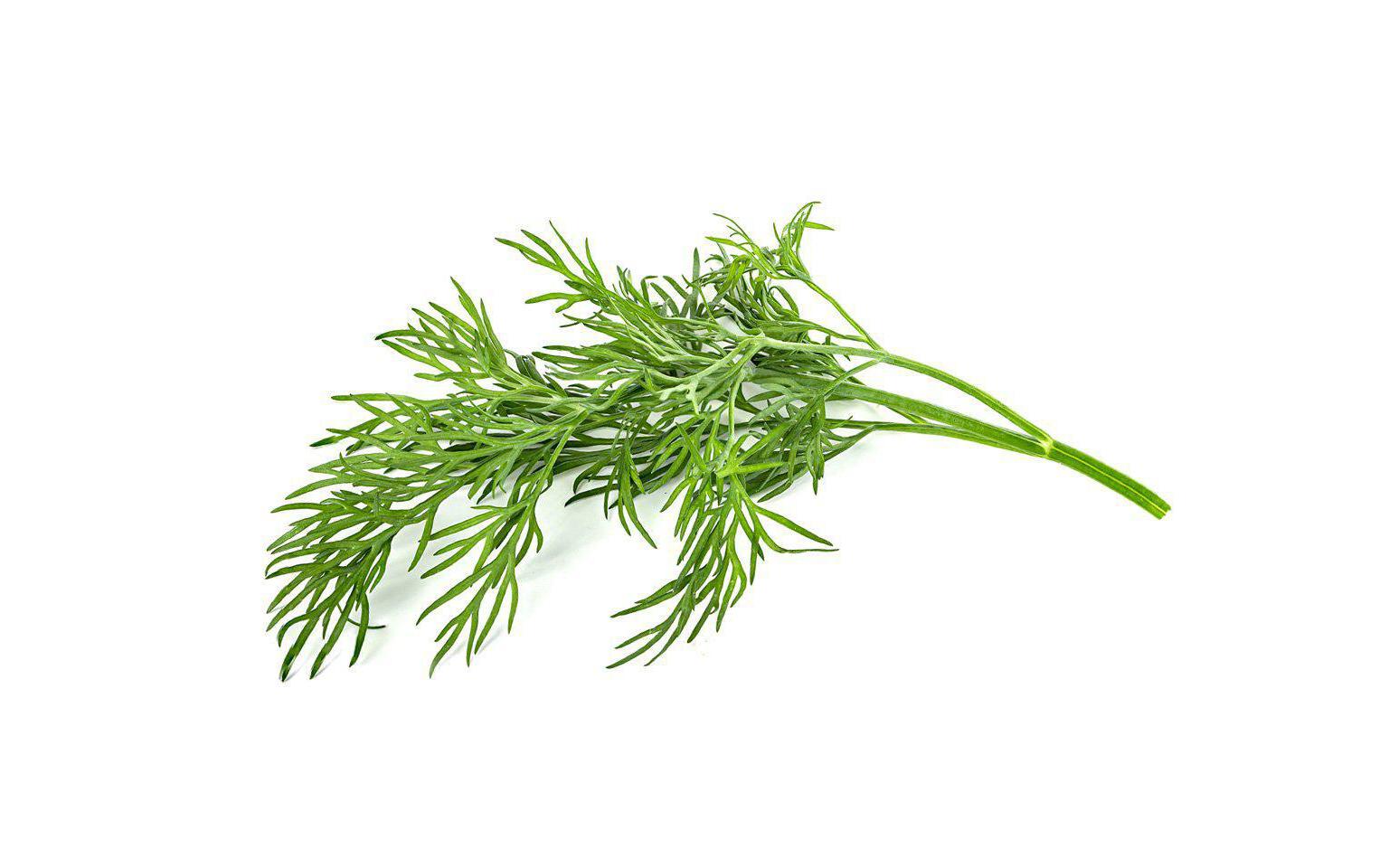 Click and Grow Samen Dill