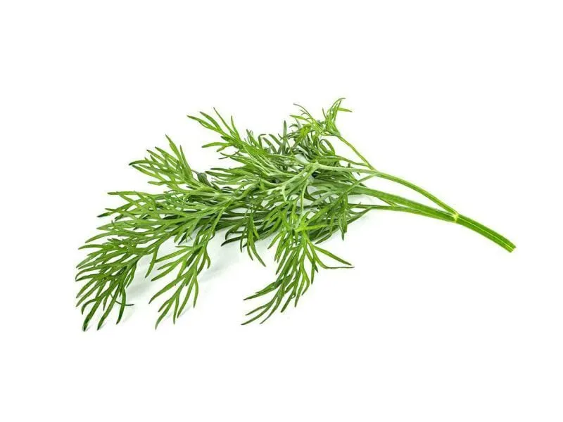 Click and Grow Samen Dill Click and Grow Samen Dill
